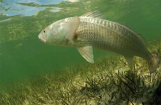 North Carolina Redfish