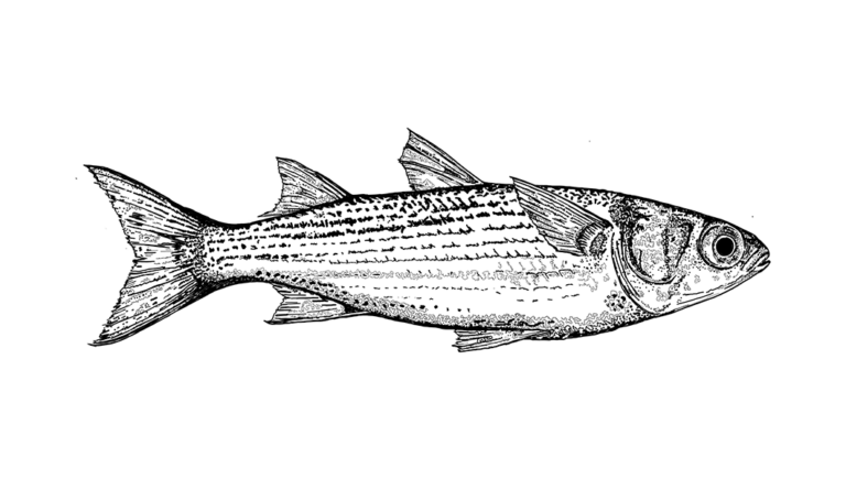 striped mullet illustration