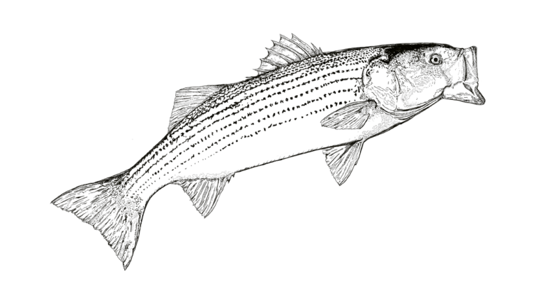 striped bass