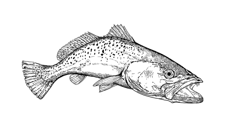spotted seatrout illustration