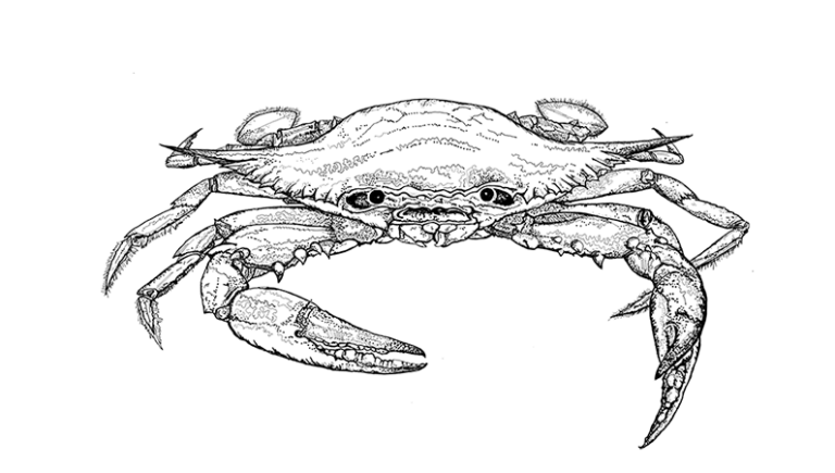 blue crab illustration