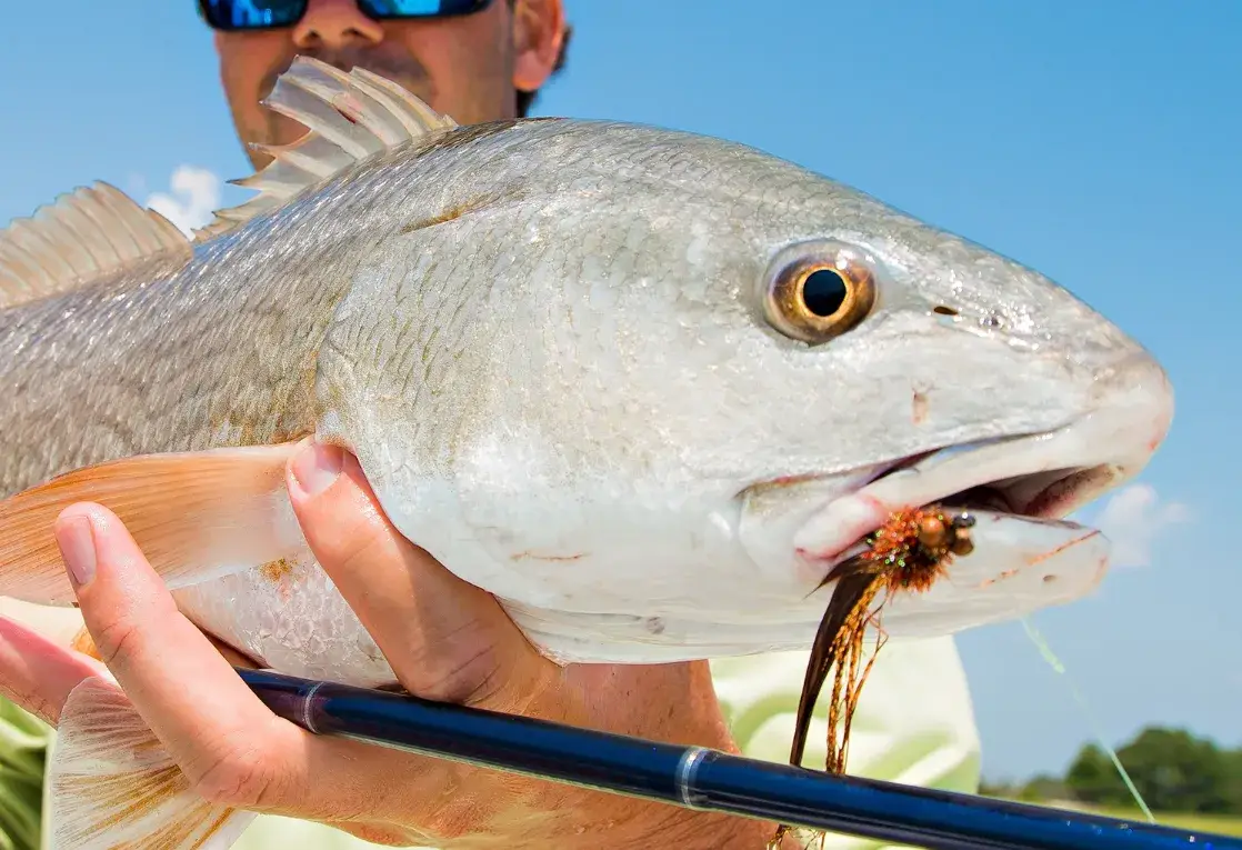 north carolina redfish