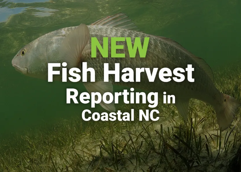 new fish harvest reporting in coastal north carolina