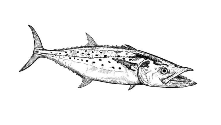 spanish mackerel illustration