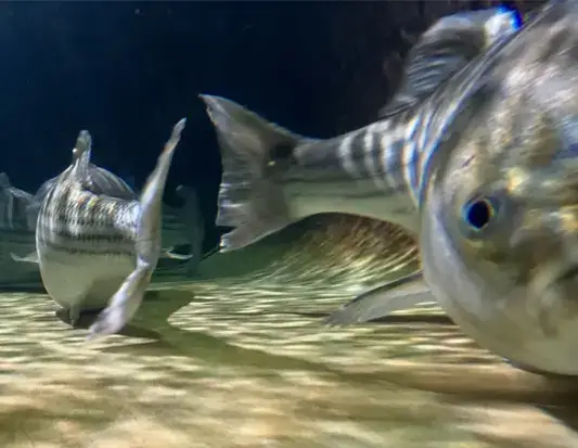 striped bass