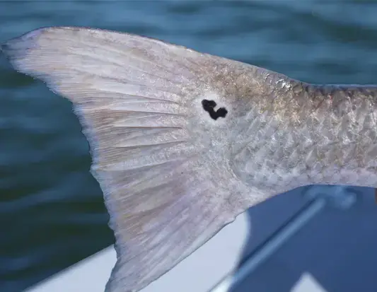 redfish tail